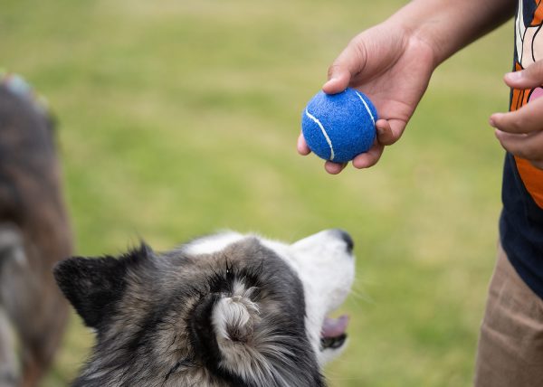 Pelota para mascotas Marley - Image 4