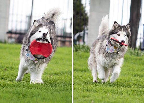 Frisby para Mascotas Hachiko - Image 6