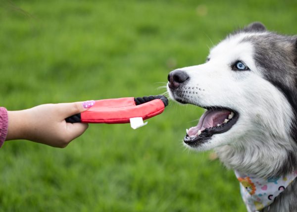 Frisby para Mascotas Hachiko - Image 8