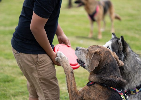 Frisby para mascotas Scrappy - Image 10