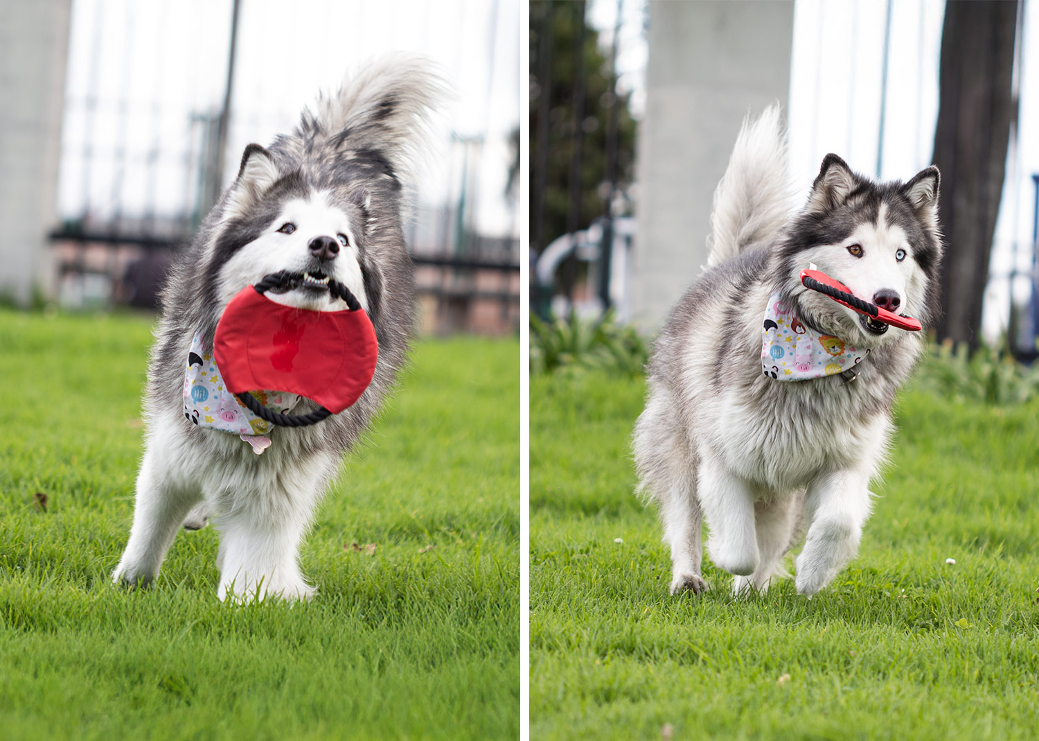 Frisby para Mascotas Hachiko - Image 6