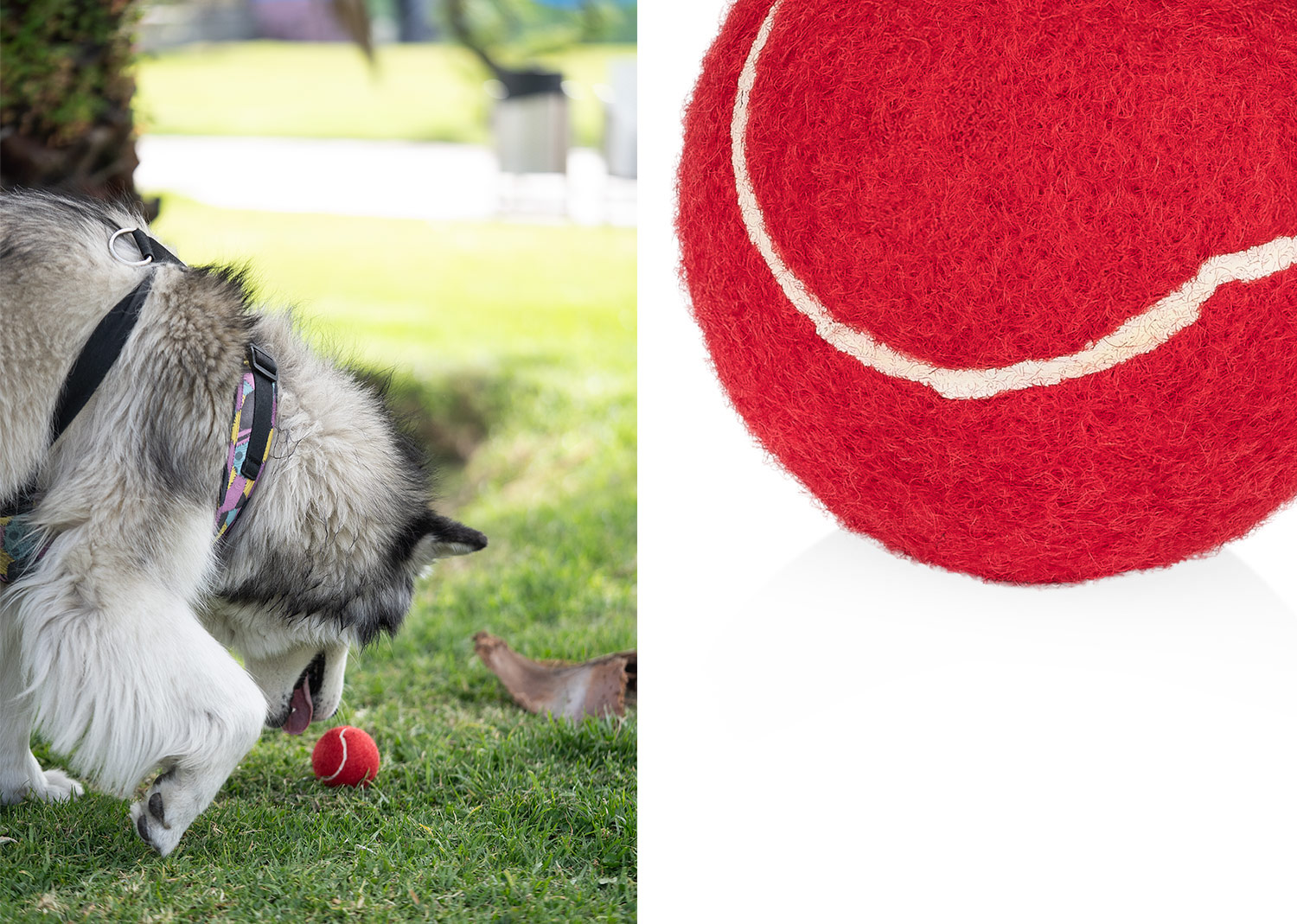 Pelota para Mascotas Marley - Image 7