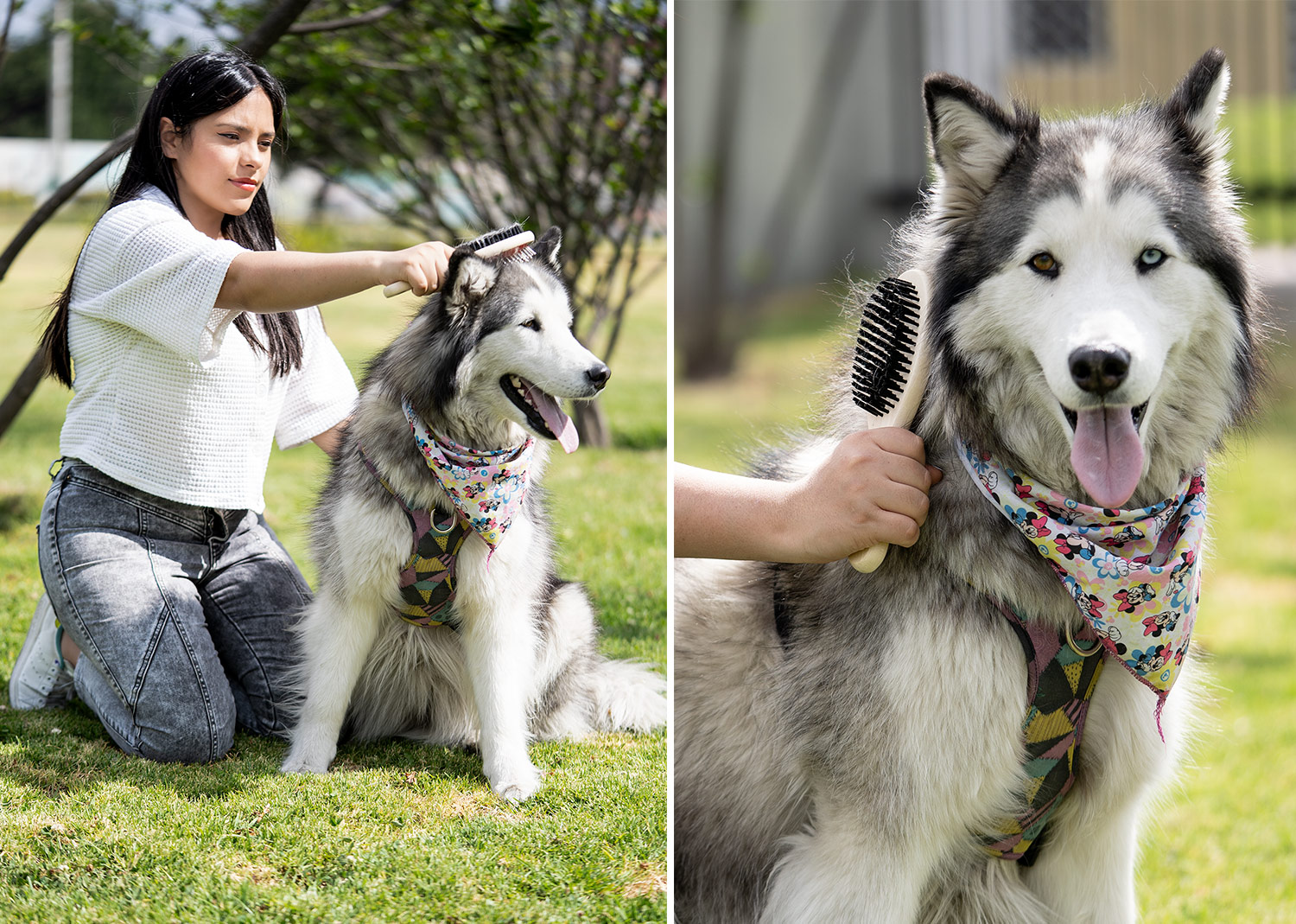 Cepillos para Mascotas Laika - Image 5
